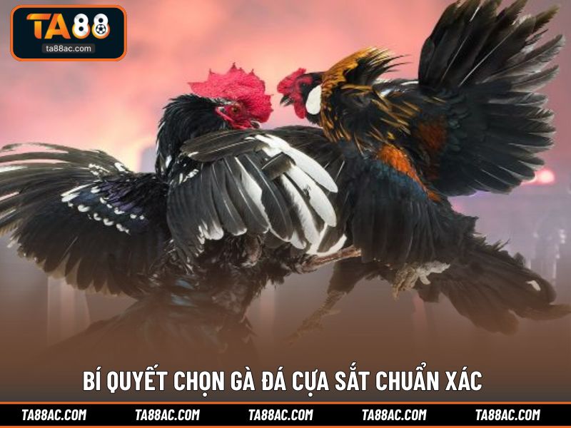 Bí quyết chọn gà đá cựa sắt chuẩn xác
